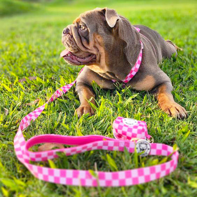 Pink Lemonade Check - Luxe Strap Harness