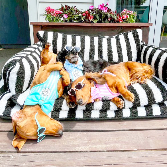 Blue Candy Stripe - Adjustable Harness - End of Line