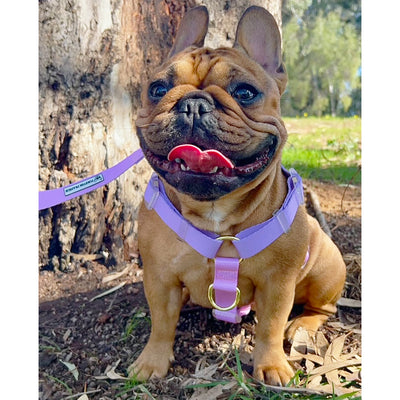 Pastel Pink / Lavender - Luxe Strap Harness