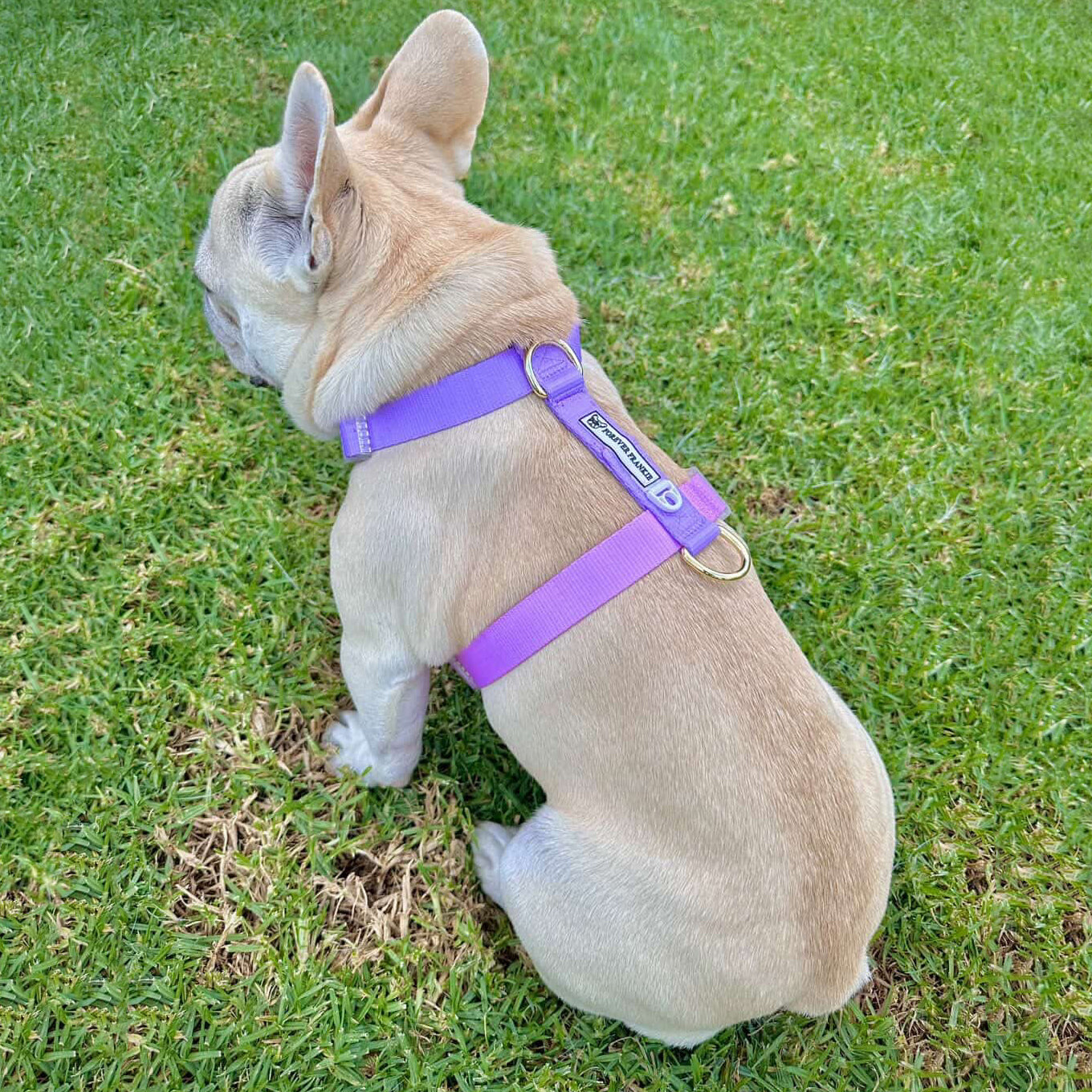 Pastel Pink / Lavender - Luxe Strap Harness