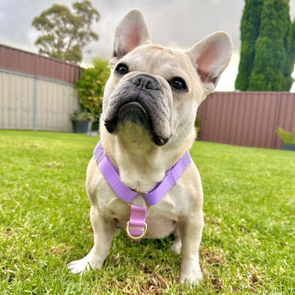 Pastel Pink / Lavender - Luxe Strap Harness