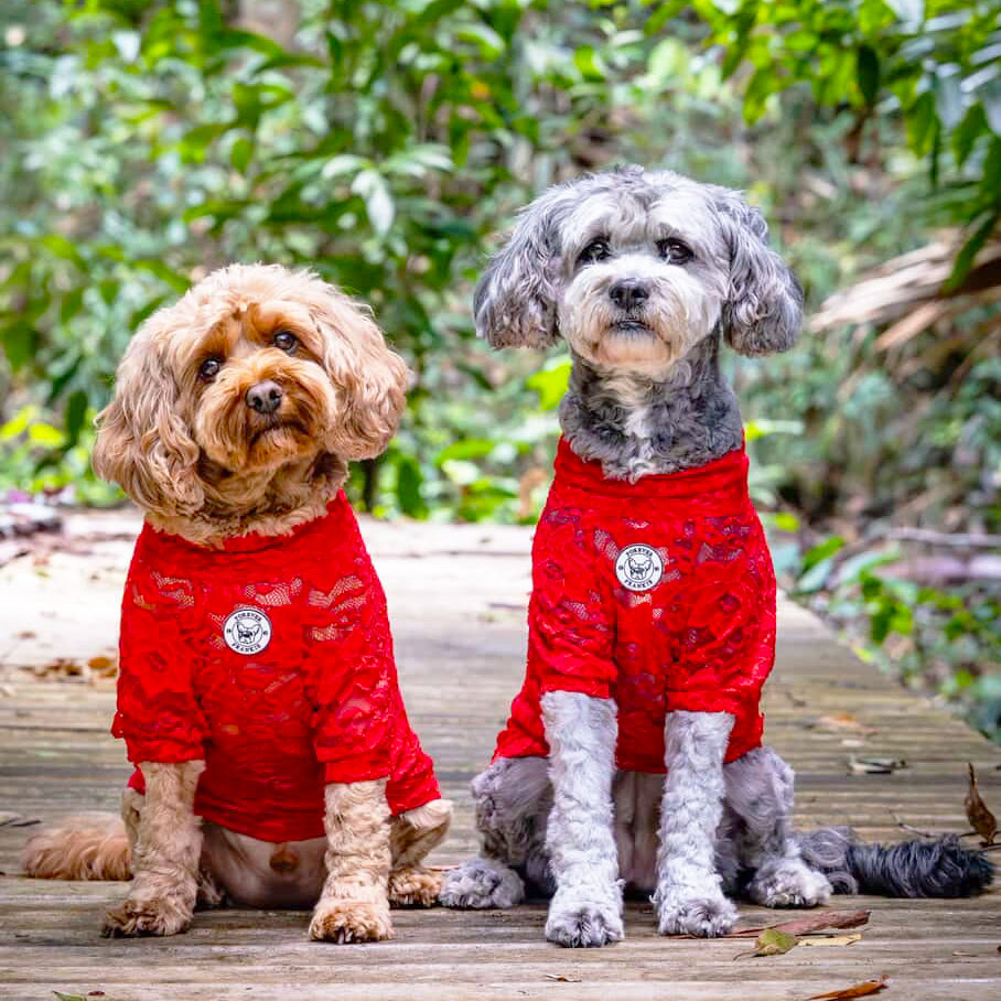 Pomegranate Lace - Luxe Dog Skivvy