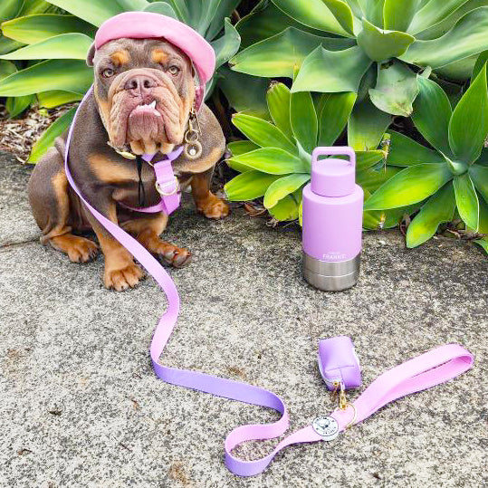 Lavender Portable Human / Dog Stainless Steel Adventure Drink Bottles