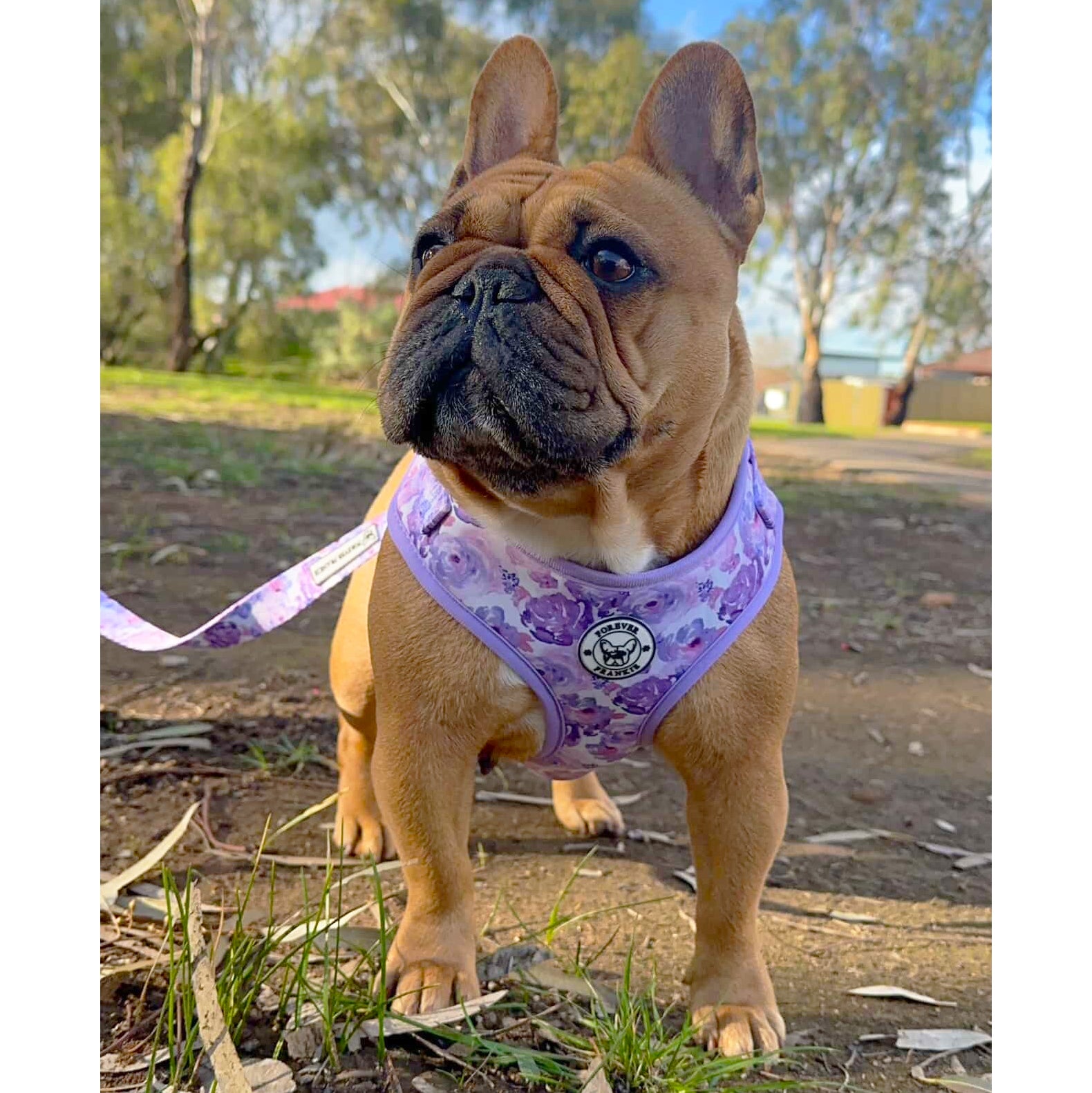 Violet Fields - Adjustable Harness