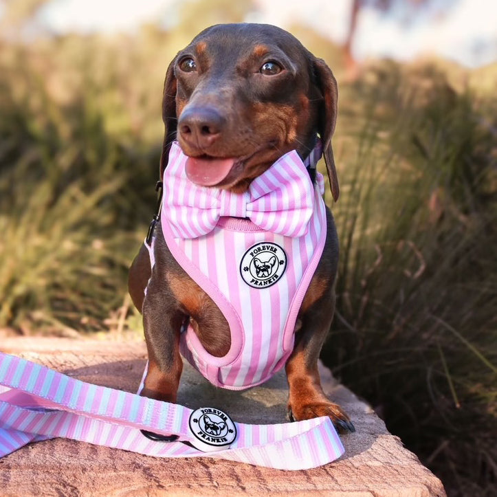 Pink Candy Stripe - Adjustable Harness