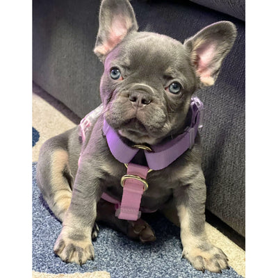 Pastel Pink / Lavender - Luxe Strap Harness