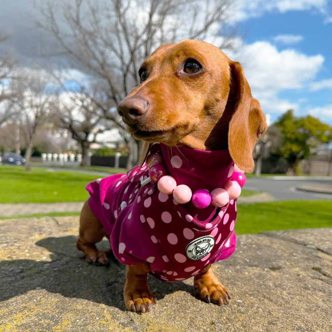 Burgandy with Pink Spots - Dog Skivvy