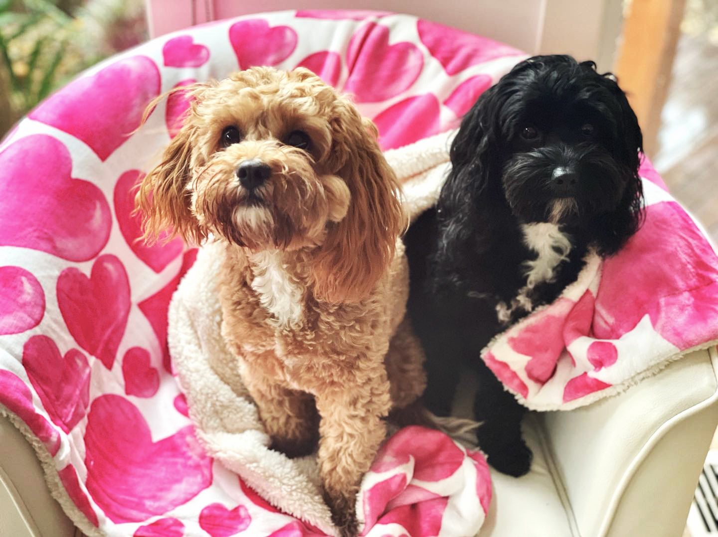 Sweethearts - Extra Soft Pet Blanket