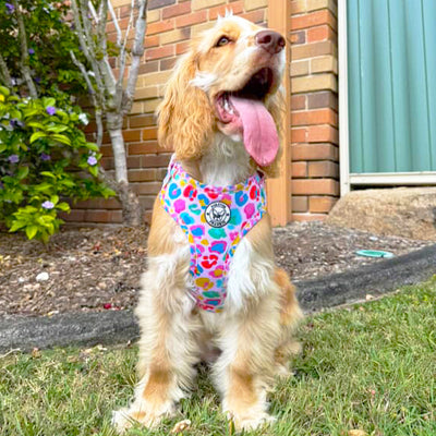 Cheetah Party - Adjustable Harness