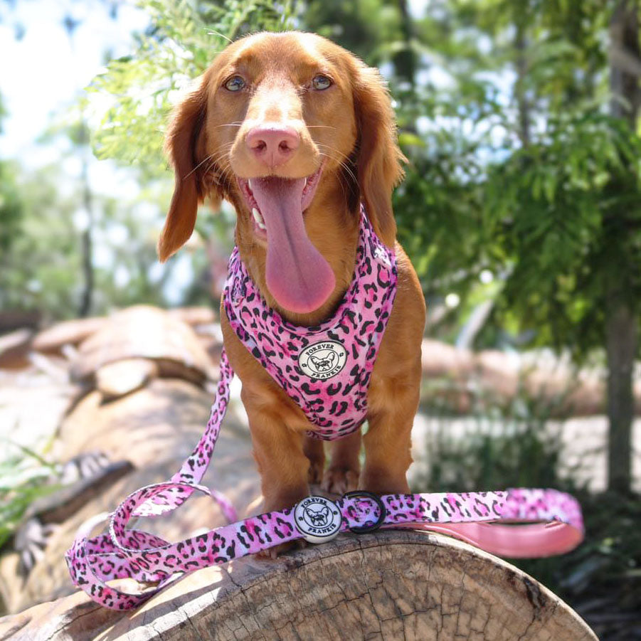 Pink Leopard - Adjustable Harness