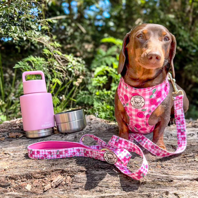 Pink Portable Human / Dog Stainless Steel Adventure Drink Bottles