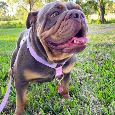 Pastel Pink / Lavender - Luxe Strap Harness