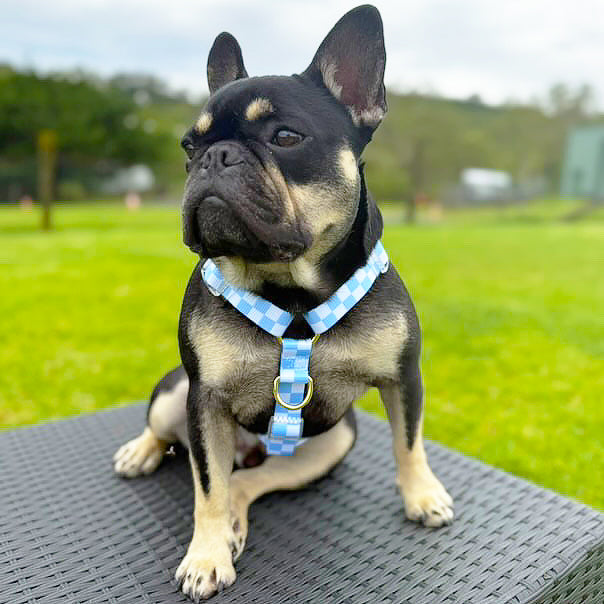 Sky Blue Check - Luxe Strap Harness