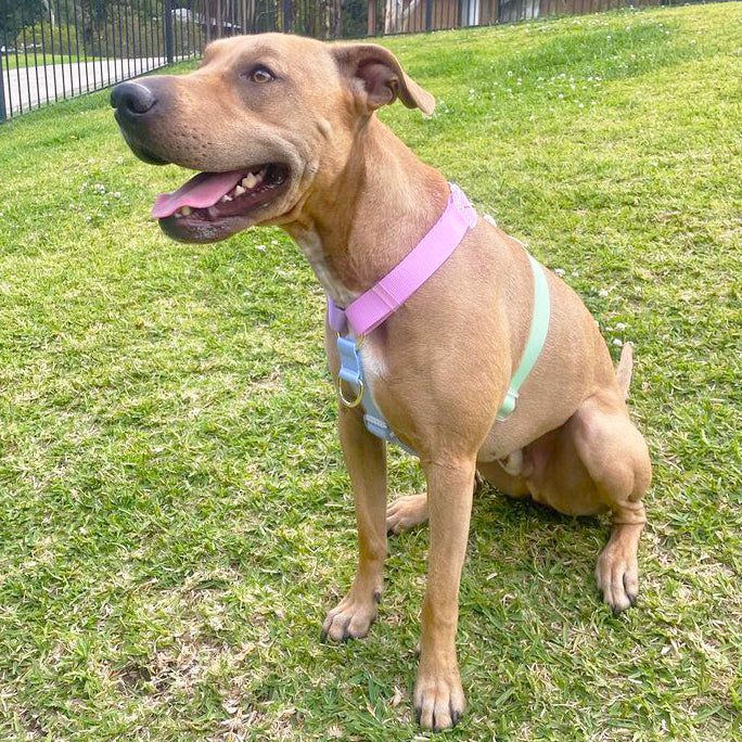 Pastel Rainbow - Luxe Strap Harness