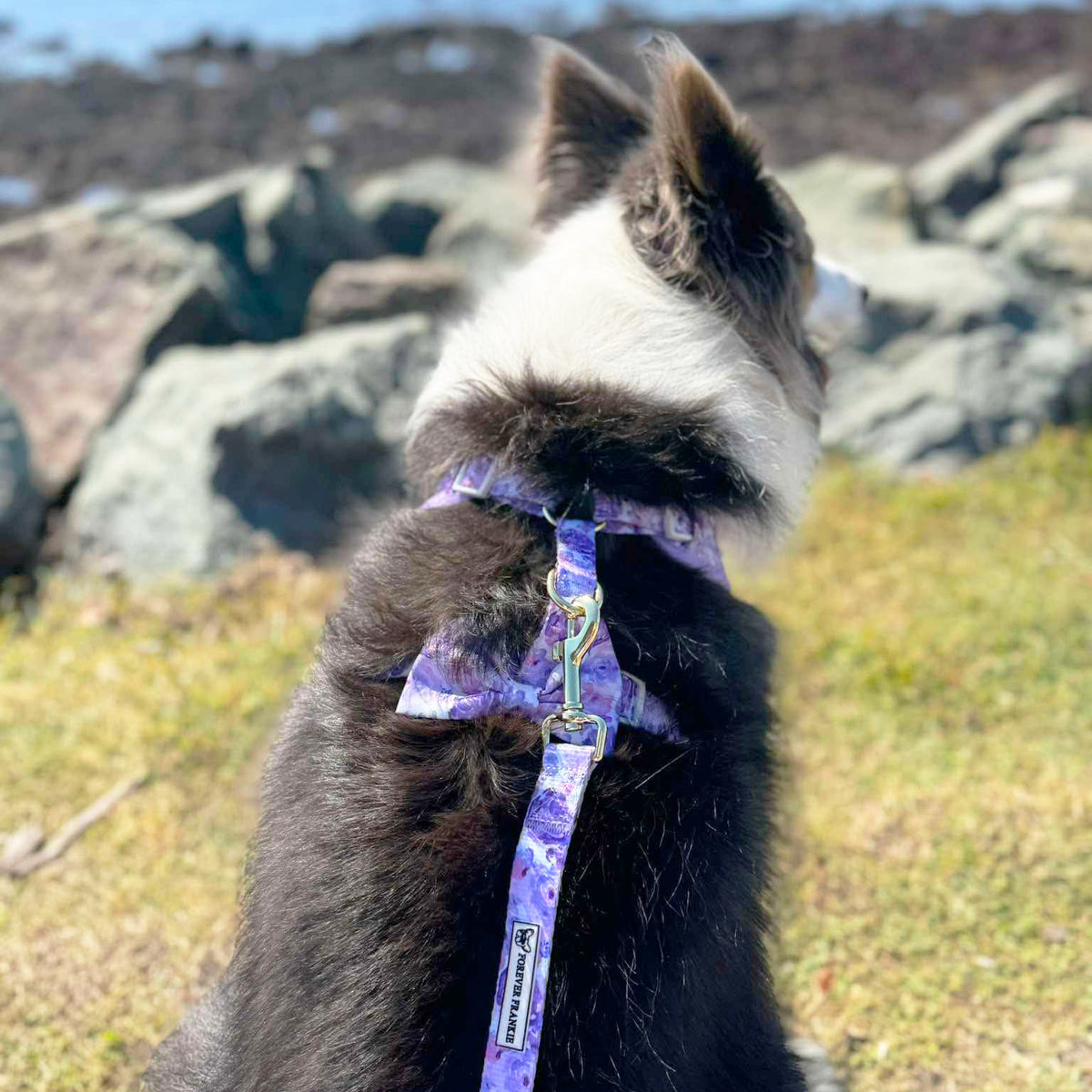 Violet Fields - Adjustable Harness