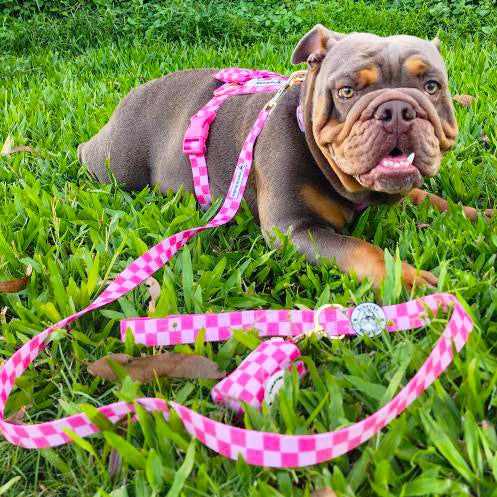 Pink Lemonade Check - Luxe Strap Harness