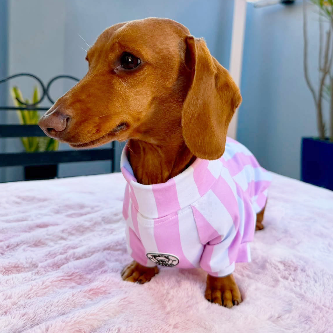 Candy Stripe pink & white  Dog Skivvy