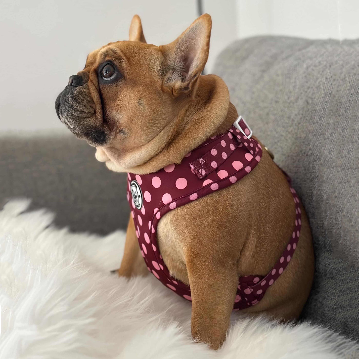 Dotted Bliss - Adjustable Harness
