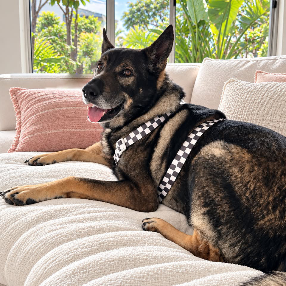 Cocoa Check - Luxe Strap Harness