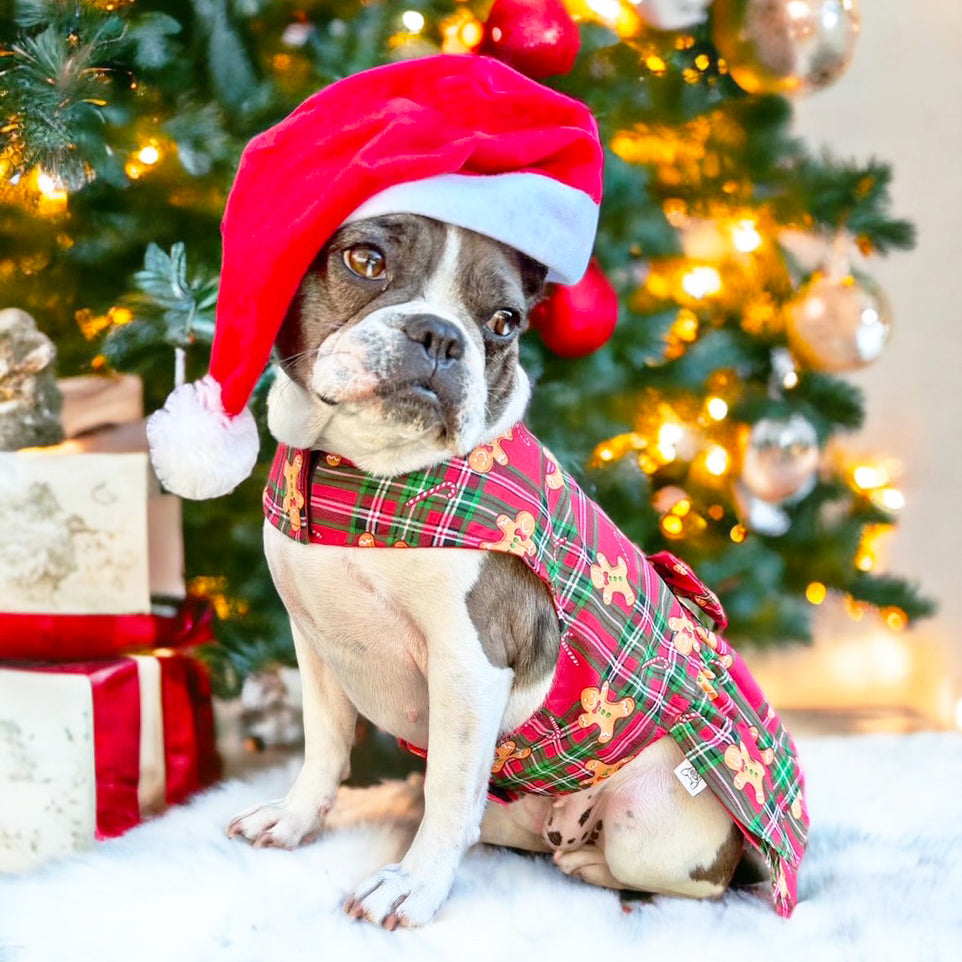 Gingerbread Dog Dress  (Limited Edition)