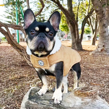 Alpine Suede Sherpa Collar - Dog Wind Jacket