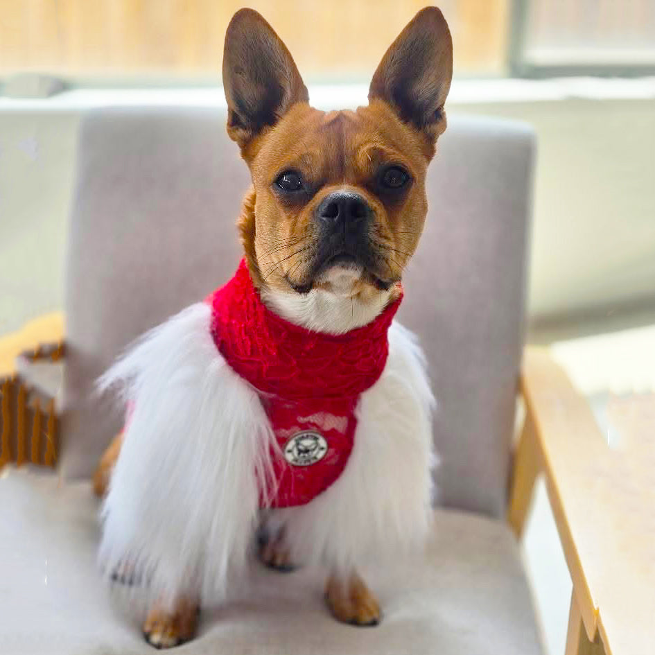 LUXE- - Pomegranate Lace with Fur - Dog Skivvy