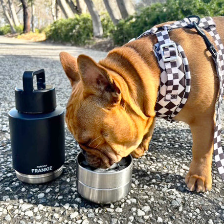 Black Portable Human / Dog Stainless Steel Adventure Drink Bottles