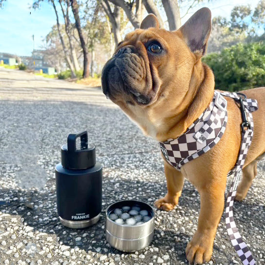 Black Portable Human / Dog Stainless Steel Adventure Drink Bottles