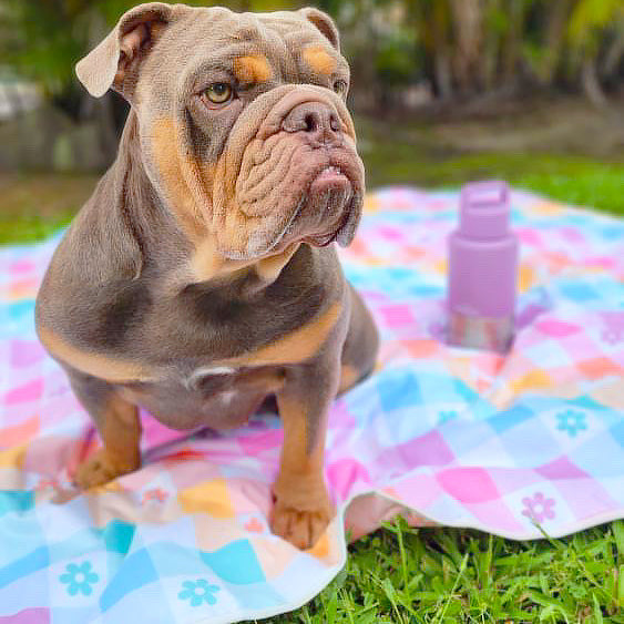 Gingham Wonderland -Large Picnic Mat!