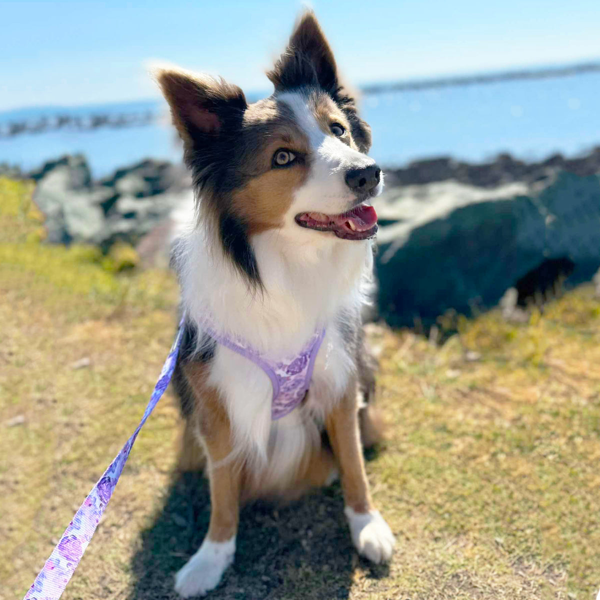 Violet Fields - Adjustable Harness
