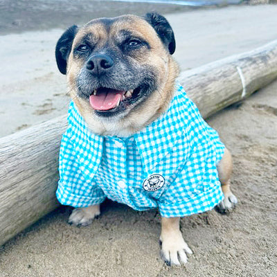 Blue  Gingham Seersucker- Party Shirt