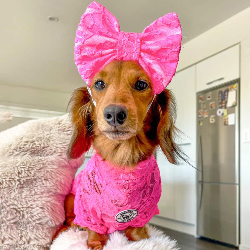 Hot Pink Lace - Luxe Dog Skivvy
