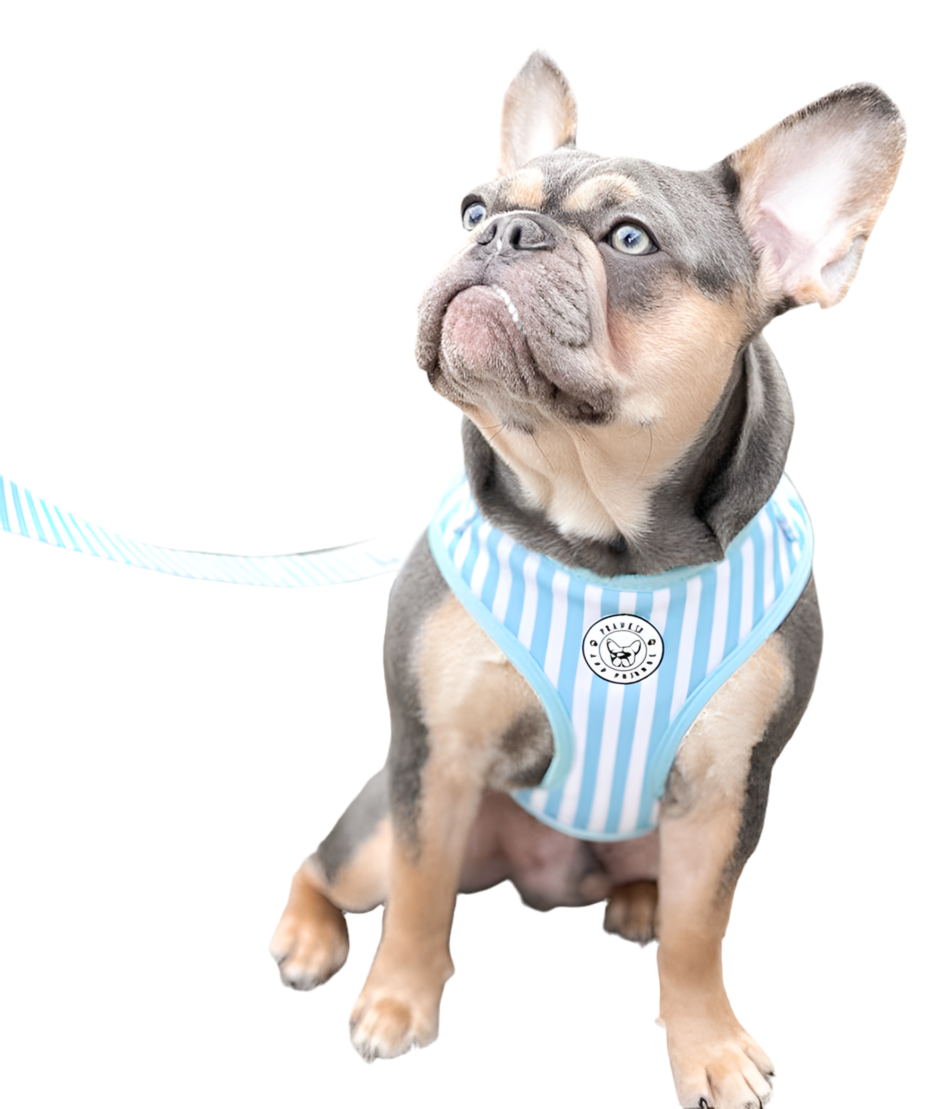 Blue Candy Stripe - Adjustable Harness - End of Line