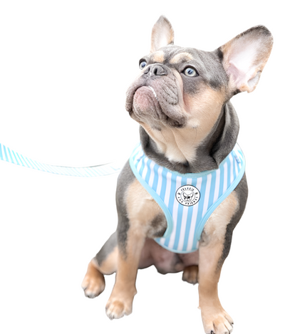 Blue Candy Stripe - Adjustable Harness