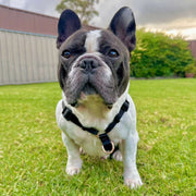 Midnight Black - Strap Harness - End Of Line