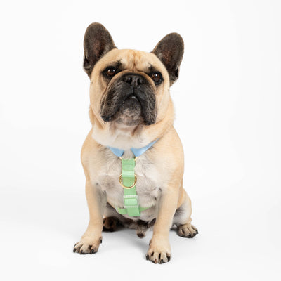 Ocean Dream - Luxe Strap Harness