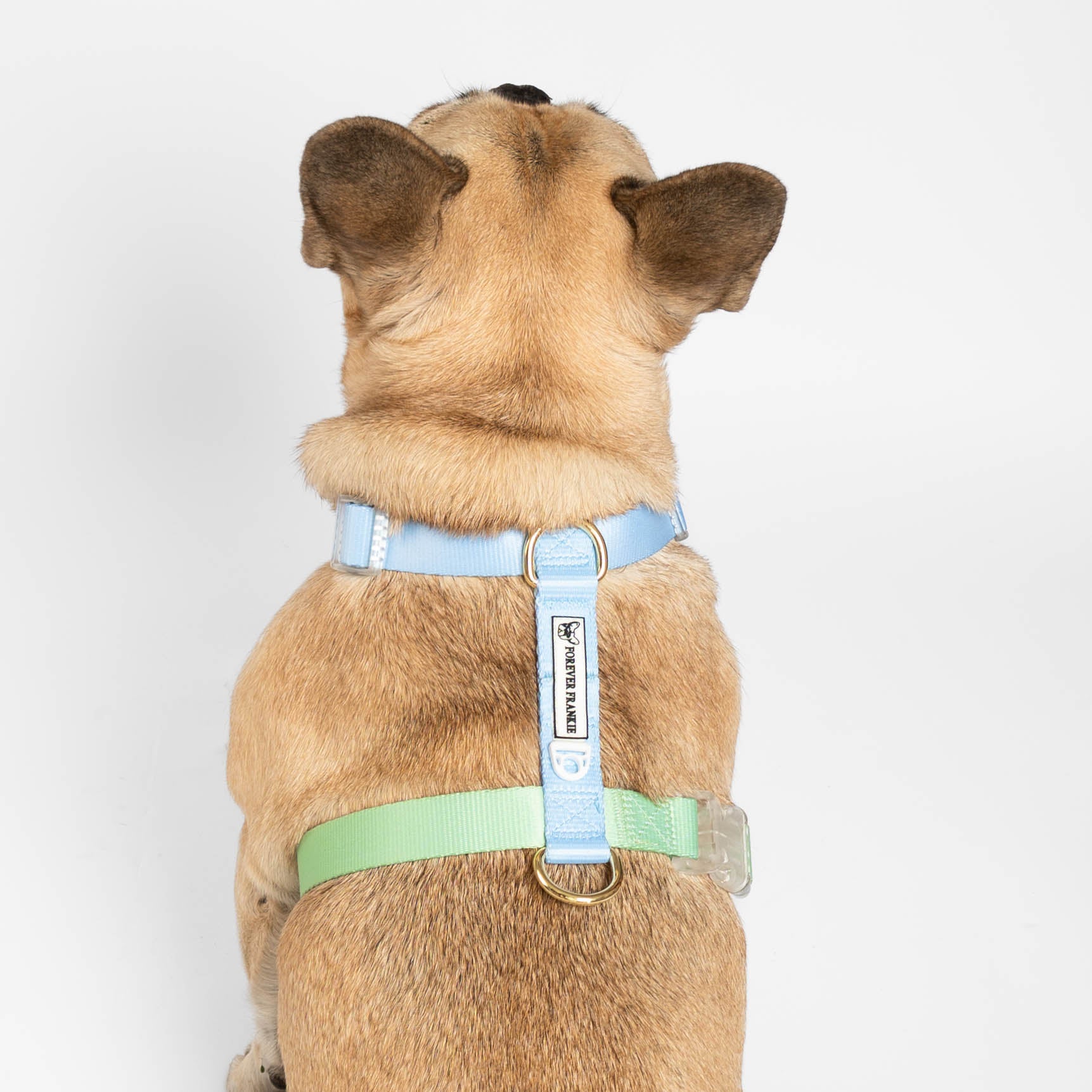 Ocean Dream - Luxe Strap Harness