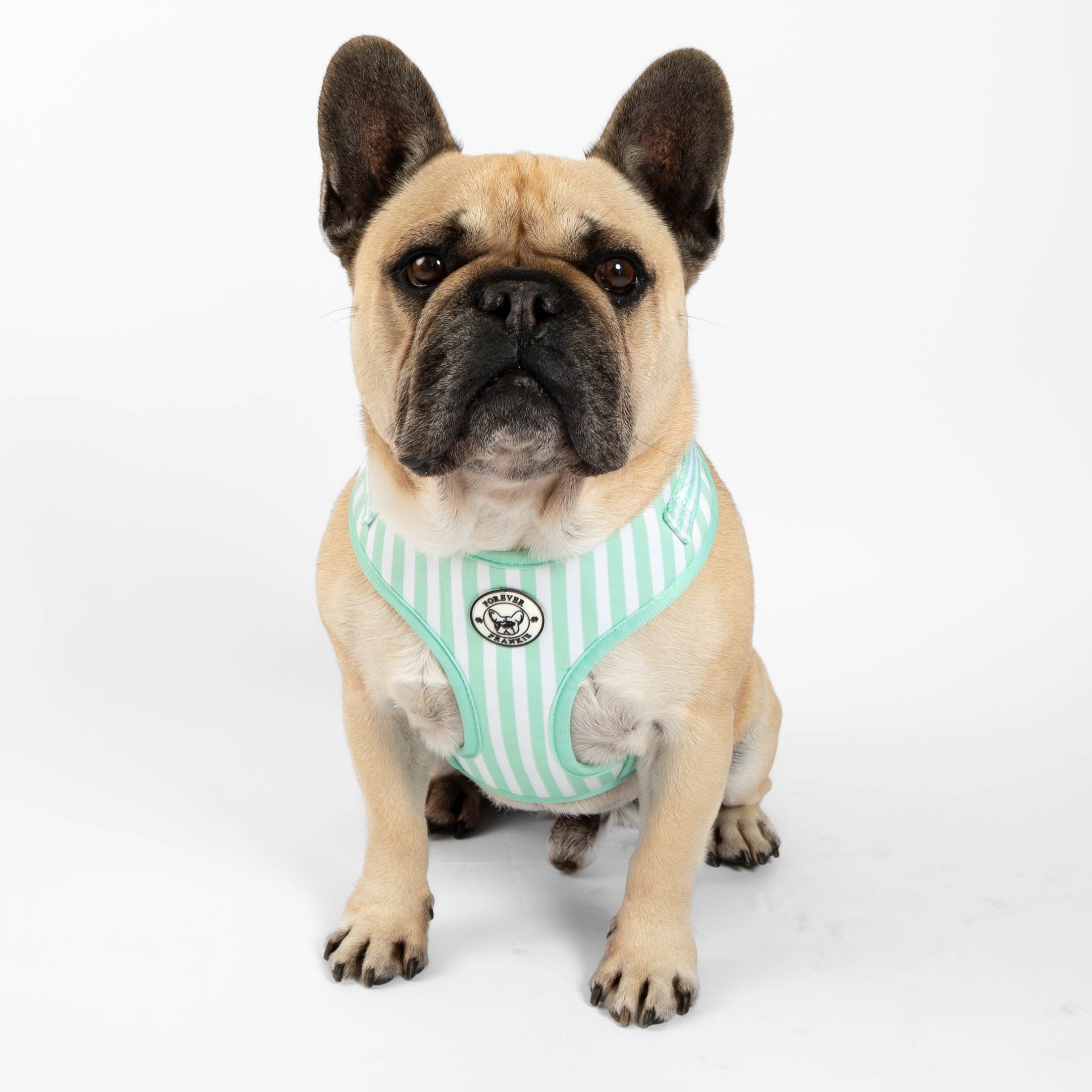 Mint Candy Stripe - Adjustable Harness