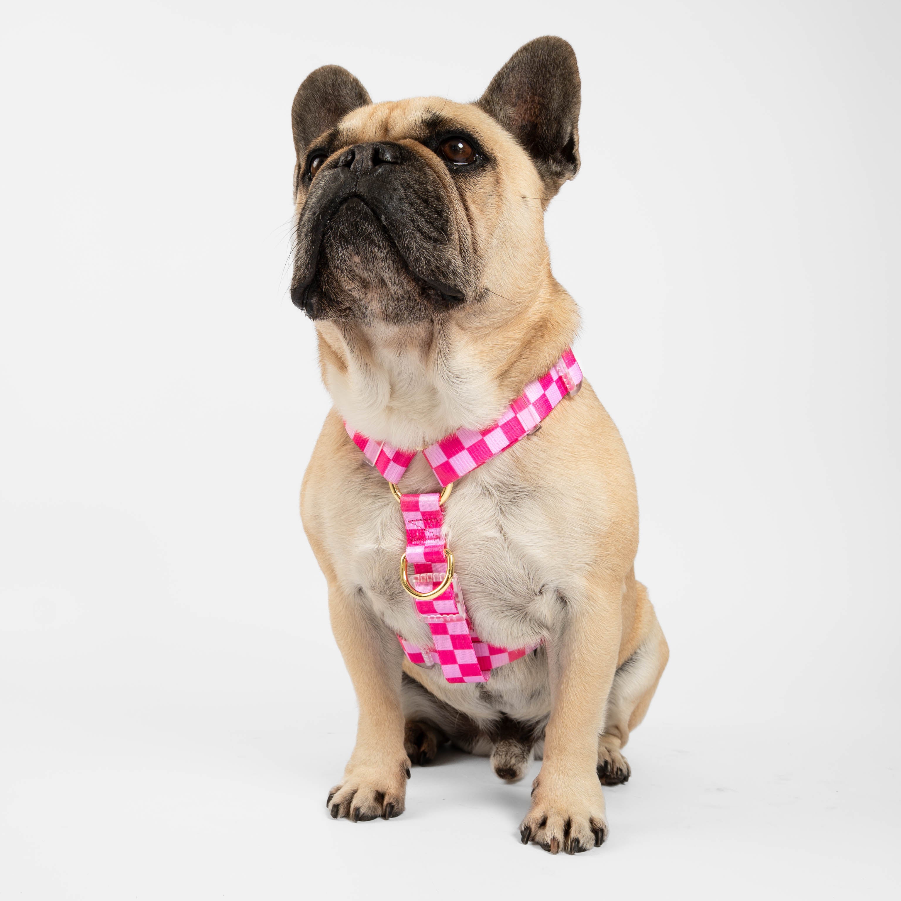 Pink Lemonade Check - Luxe Strap Harness