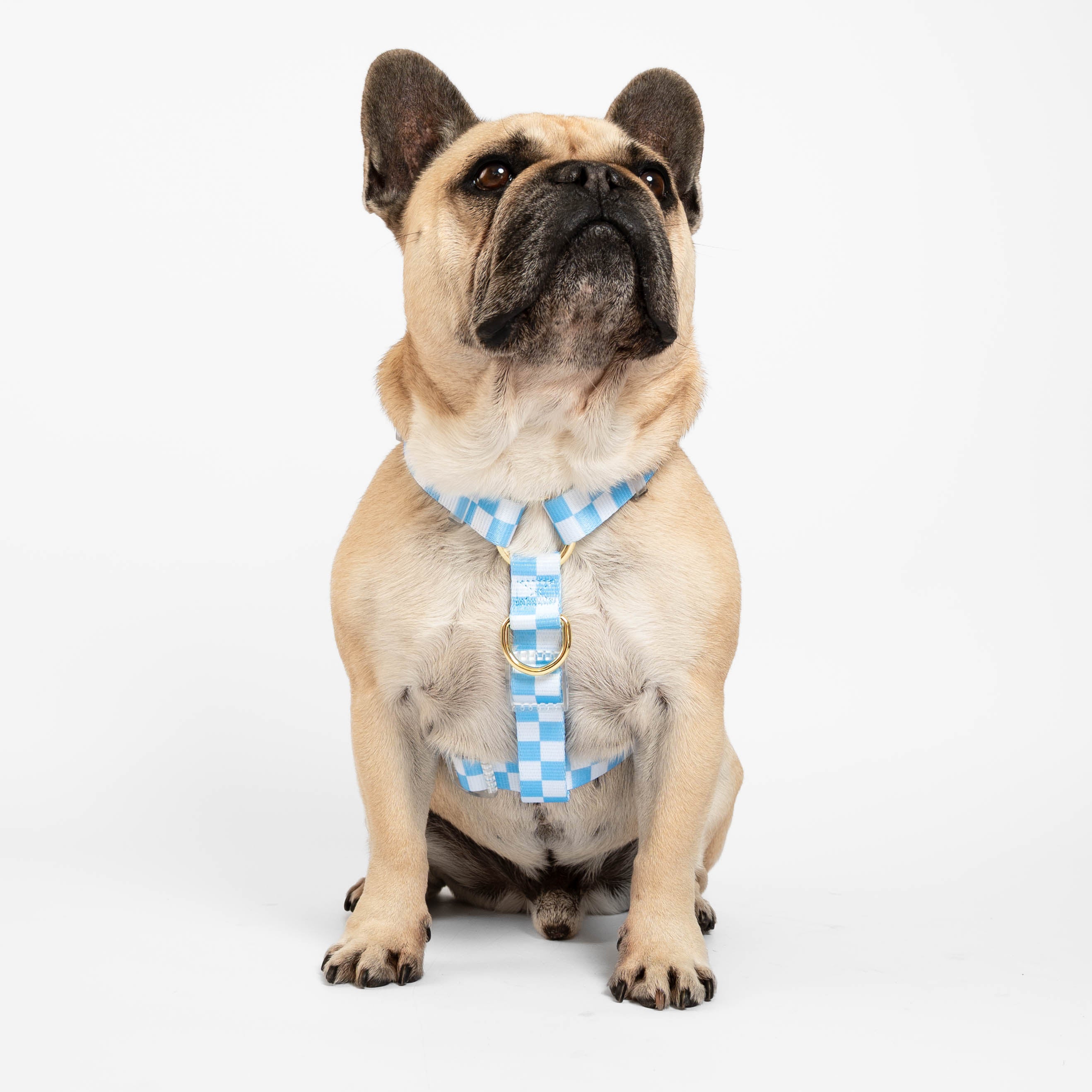 Sky Blue Check - Luxe Strap Harness