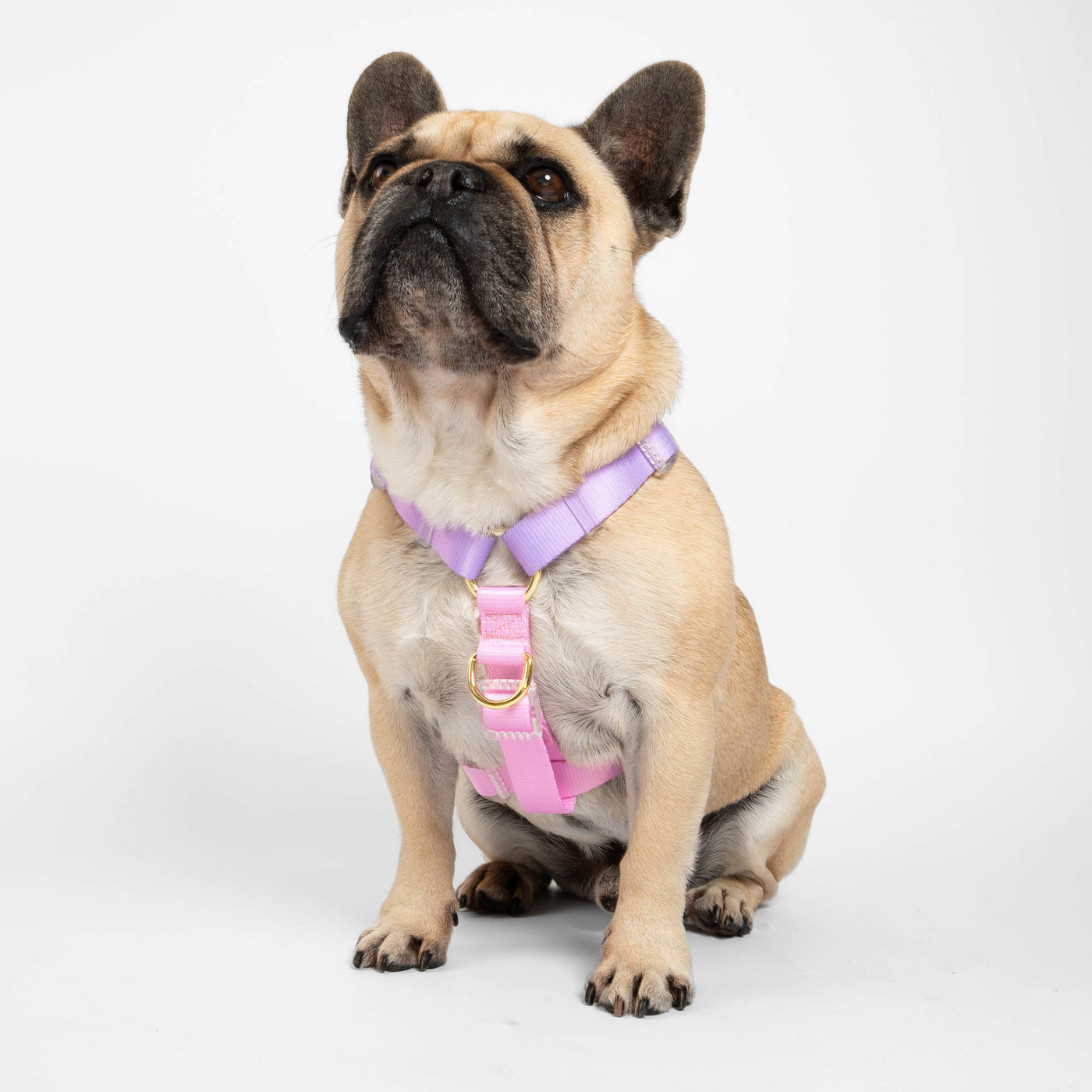 Pastel Pink / Lavender - Luxe Strap Harness