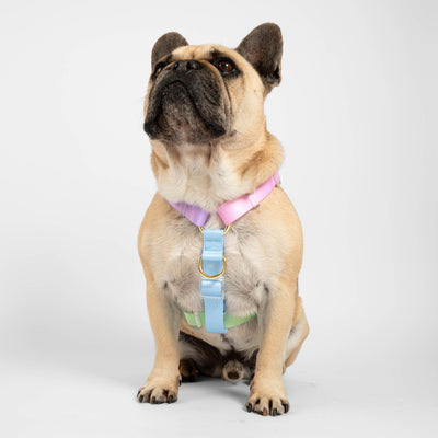 Pastel Rainbow - Luxe Strap Harness