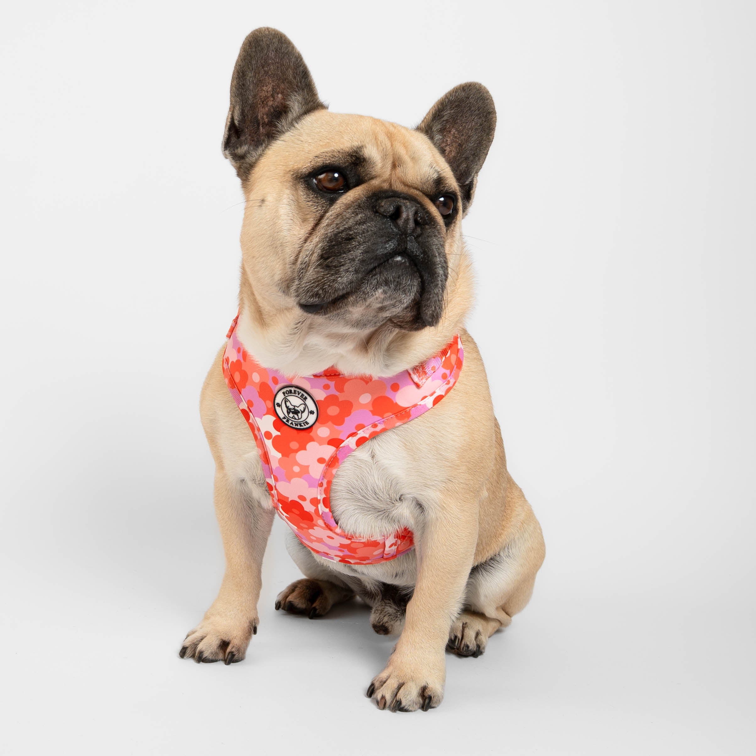 Sunset Bloom - Adjustable Harness