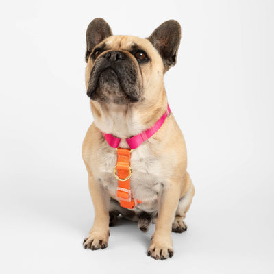 Sunset - Luxe Strap Harness