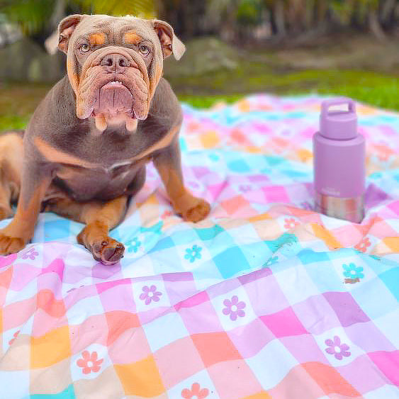 Gingham Wonderland -Large Picnic Mat!