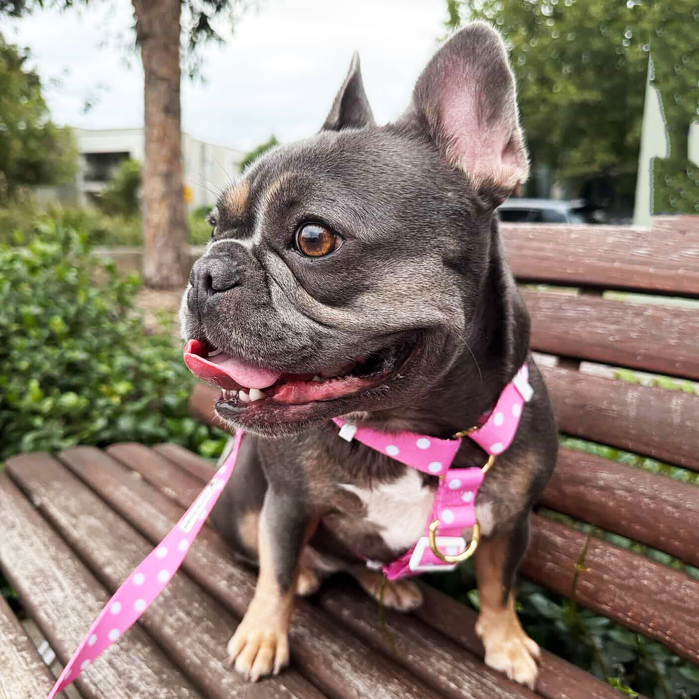 Pink Polka Dot - Luxe Strap Harness