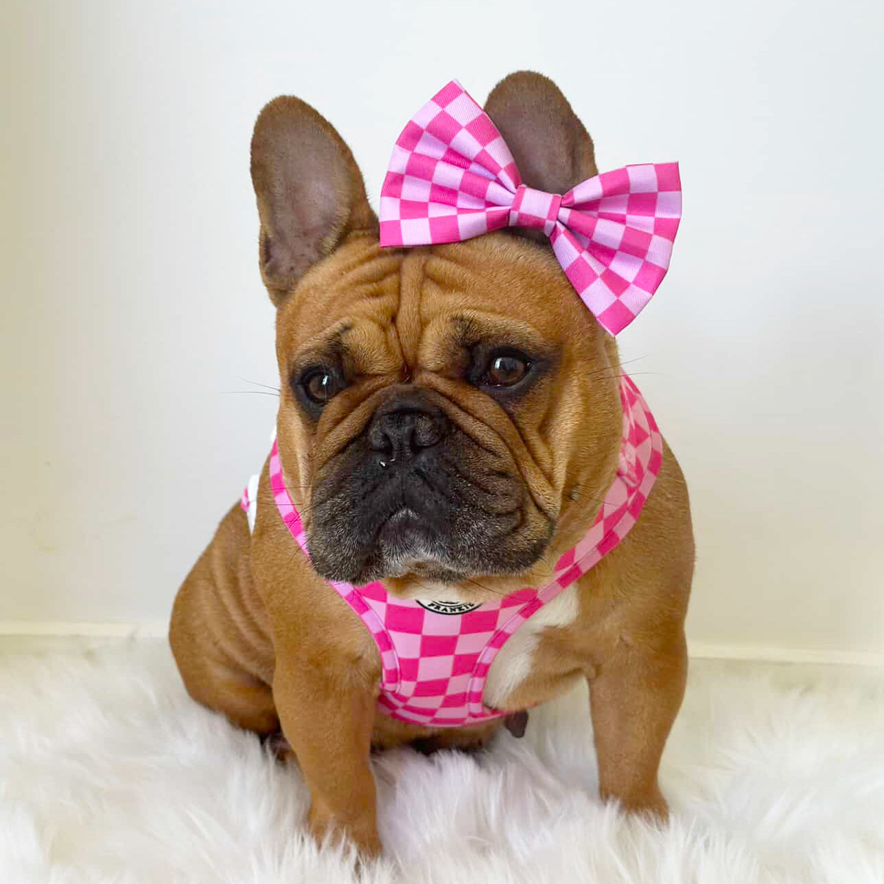 Pink Lemonade Check - Adjustable Harness