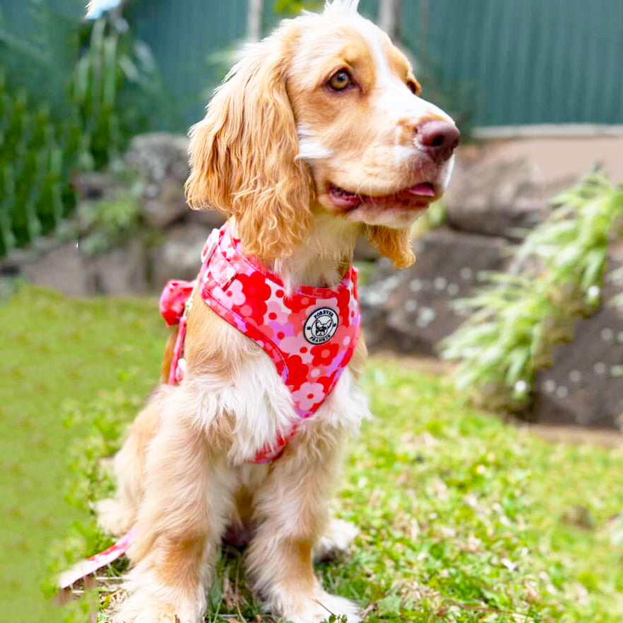 Sunset Bloom - Adjustable Harness