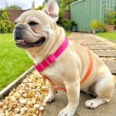 Sunset - Luxe Strap Harness