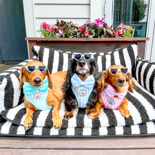 Blue Candy Stripe - Adjustable Harness - End of Line